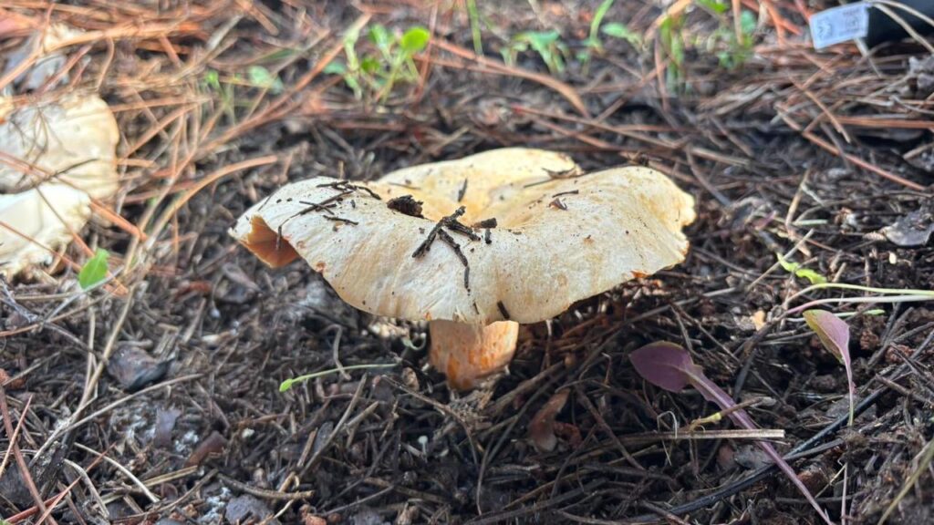 Amanites (Edible mushroom)