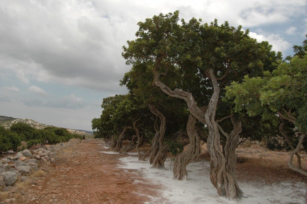 Mastic trees Chios