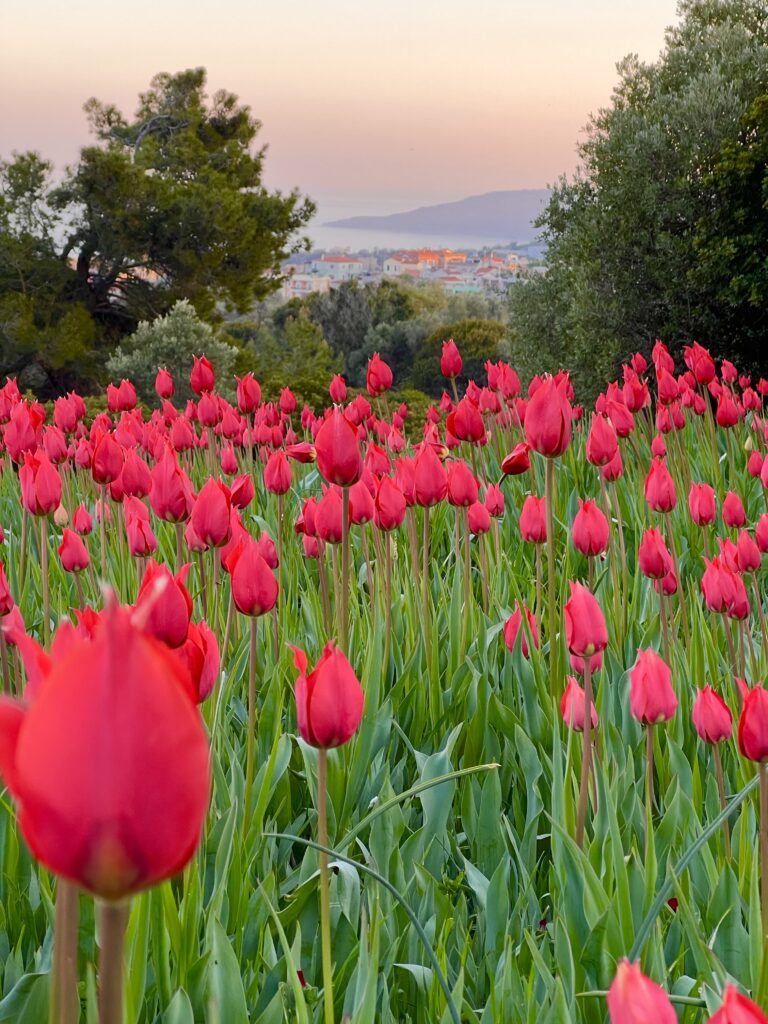 Wild tulips on Chios Island