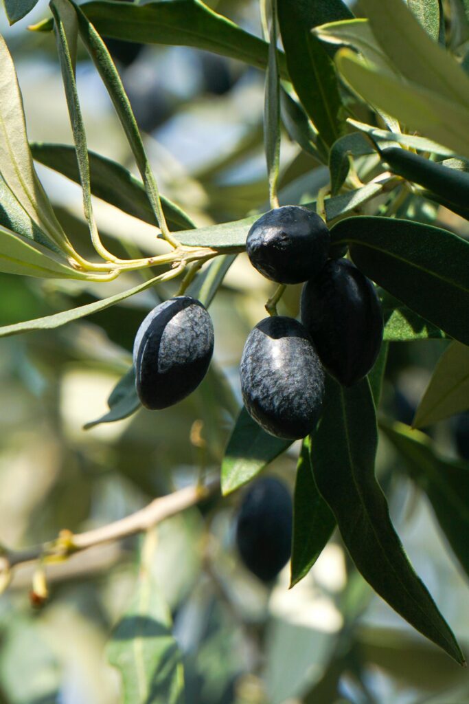 Olives