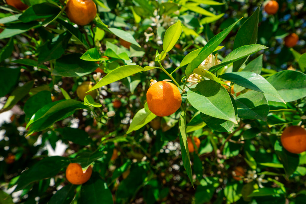 Oranges on a citrus tree