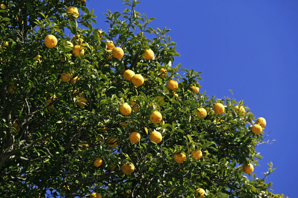 Lemons in a tree