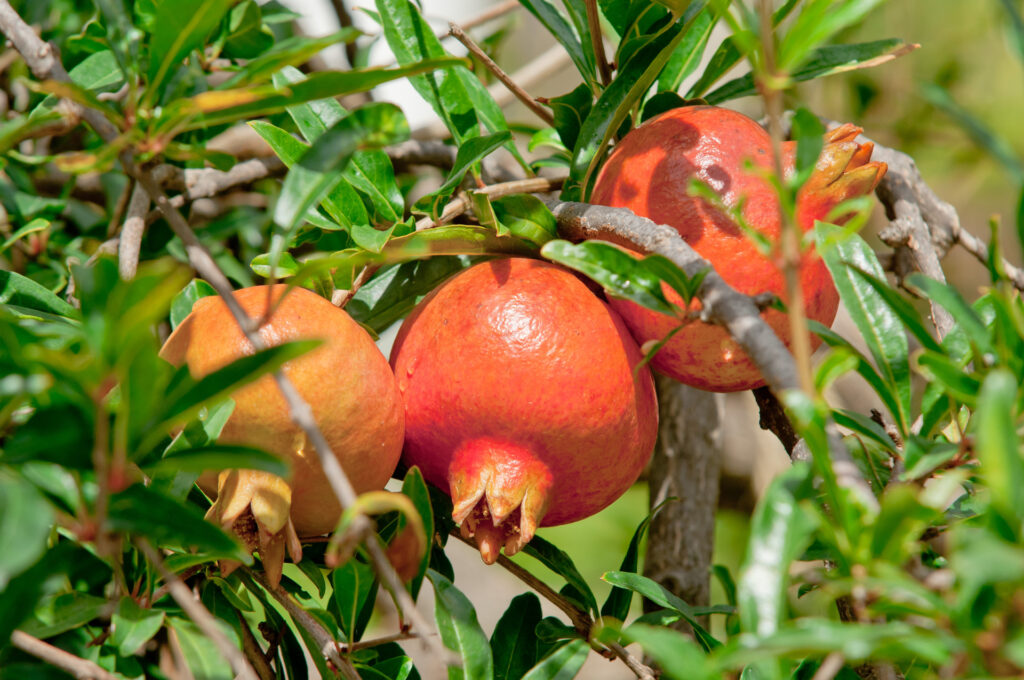 Ripe pomegranate fruit on tree ready to harvest